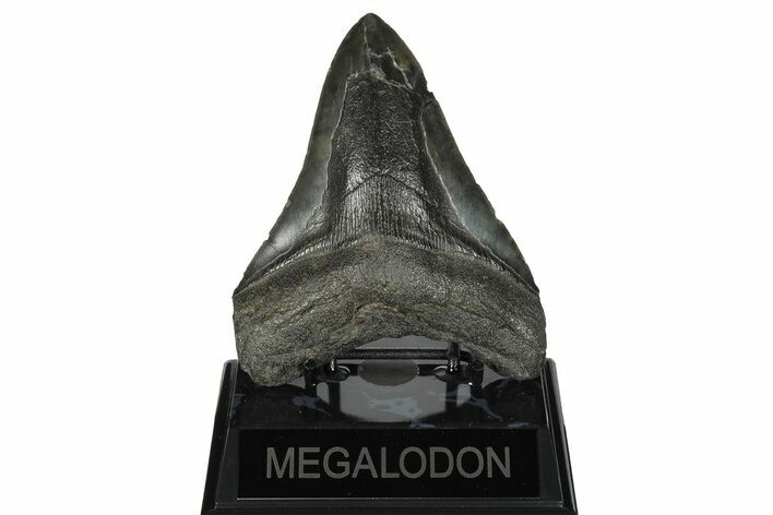 Bargain, 4.68" Fossil Megalodon Tooth - South Carolina